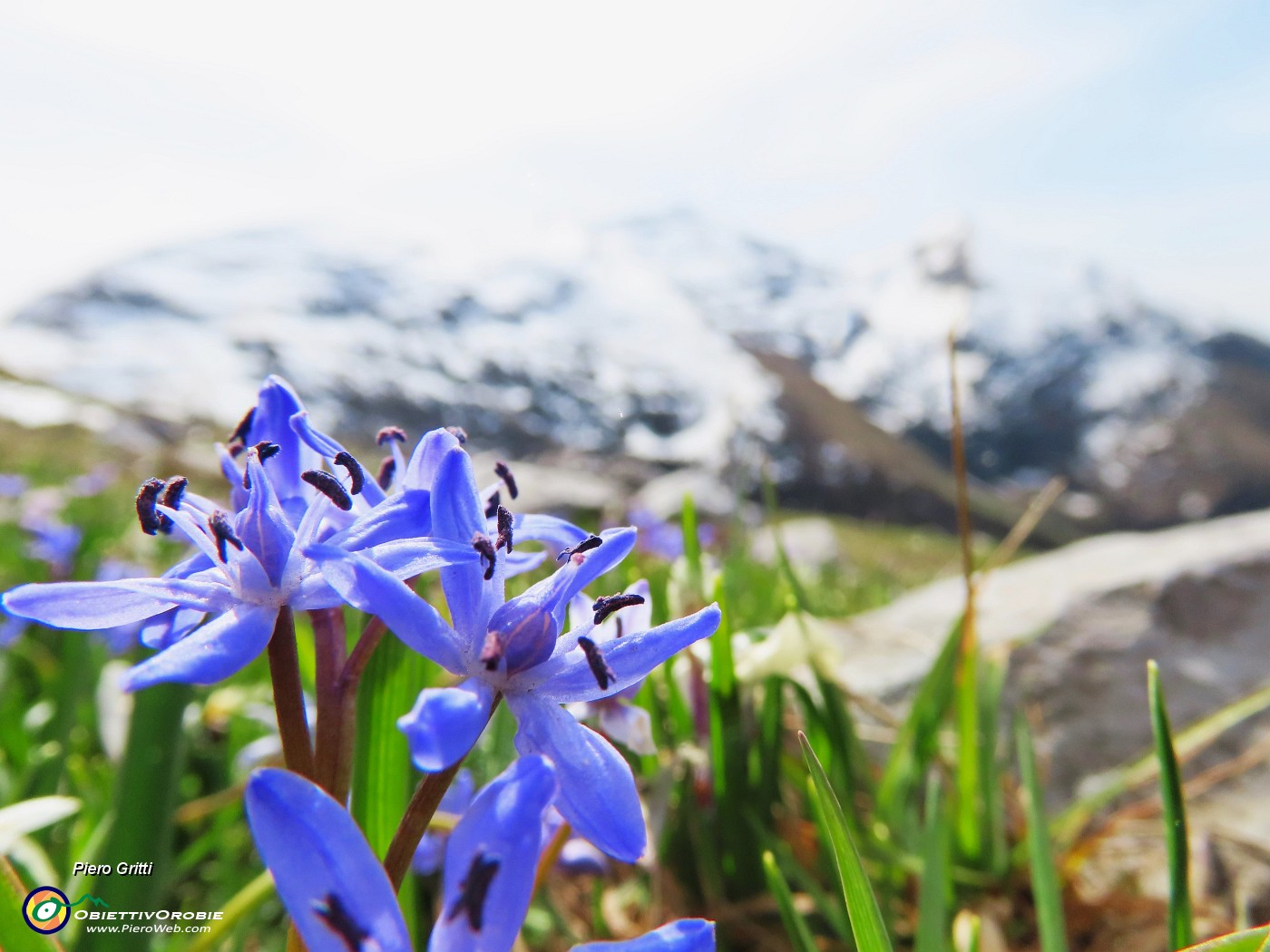 35 Scilla bifolia (Scilla silvestre).JPG